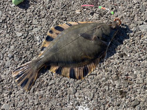 トウガレイの釣果