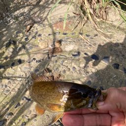 スモールマウスバス