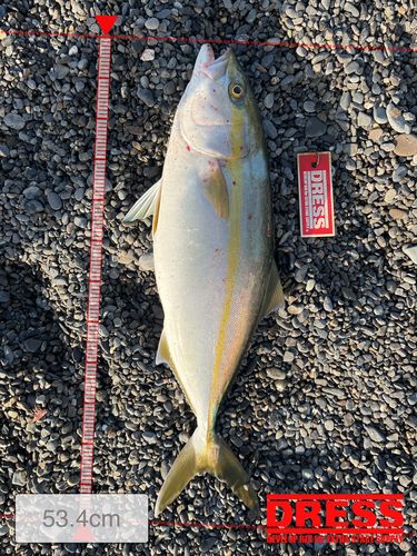 カンパチの釣果