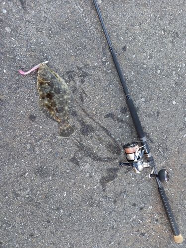ヒラメの釣果