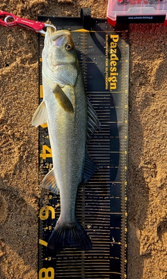 マルスズキの釣果