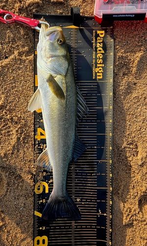 マルスズキの釣果