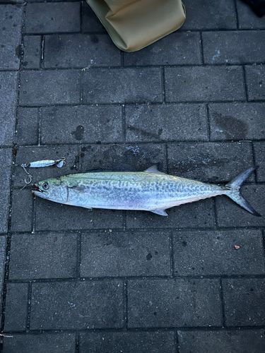 シーサイドコスモ釣り解放区