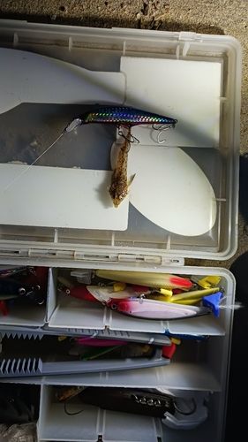 鈴鹿川派川河口