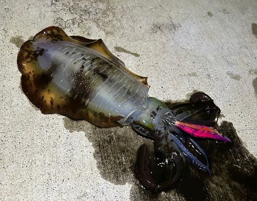 アオリイカの釣果