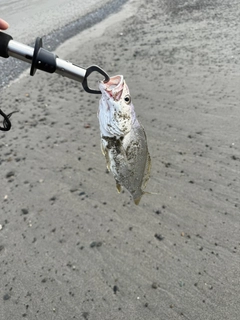 オオニベの釣果