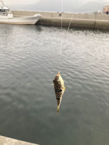 クサフグの釣果