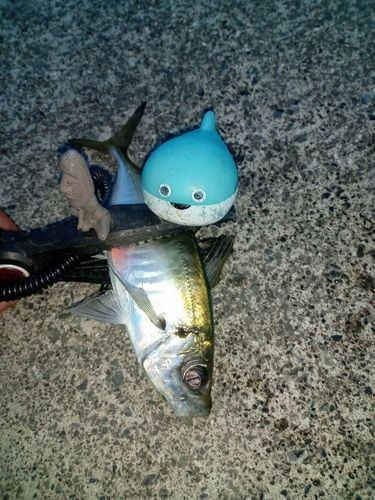 三陸海岸(岩手)