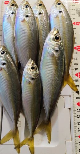 東京湾(富津〜金谷)