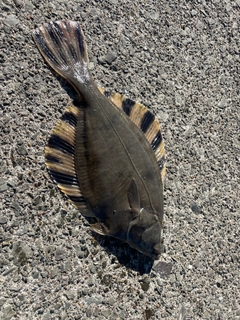 トウガレイの釣果