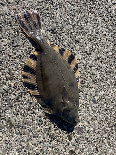 トウガレイの釣果