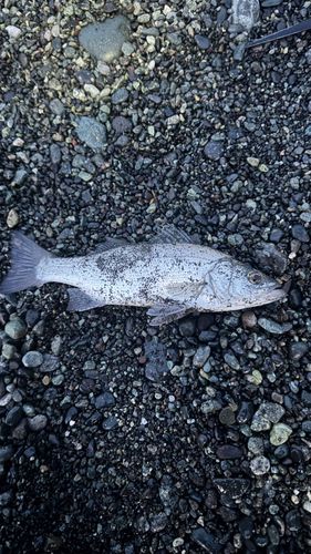 セイゴ(ヒラスズキ)の釣果