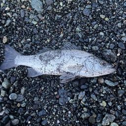 セイゴ（ヒラスズキ）