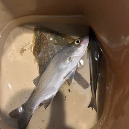 セイゴ(マルスズキ)