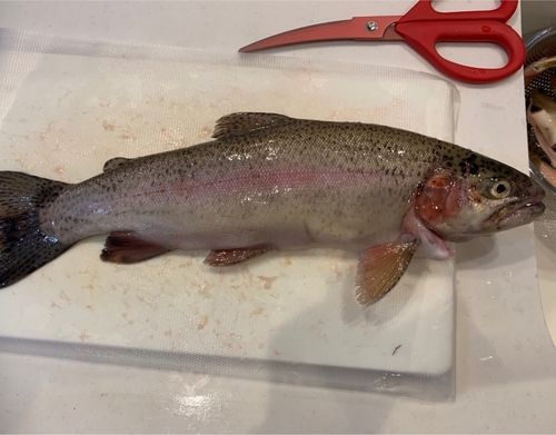 ニジマスの釣果