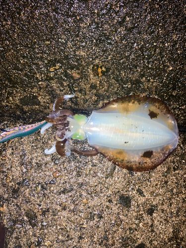 アオリイカの釣果