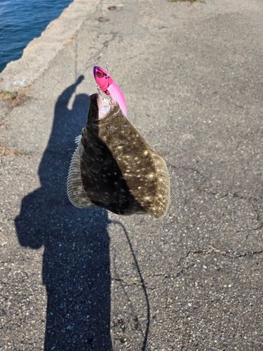 ヒラメの釣果