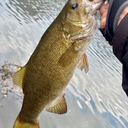 スモールマウスバス