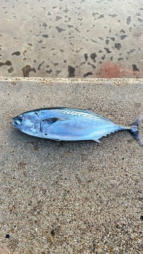 スマカツオの釣果