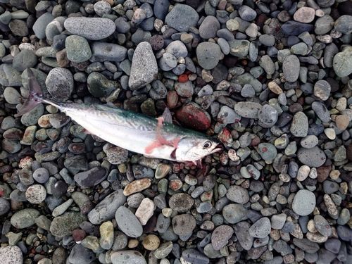 ヒラソウダの釣果