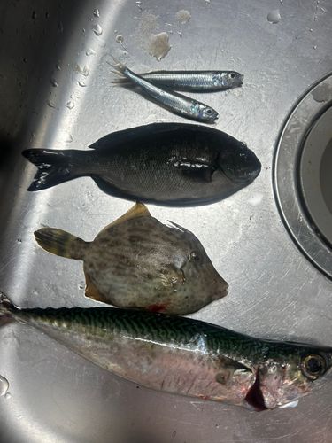 サバの釣果