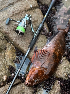 アイナメの釣果