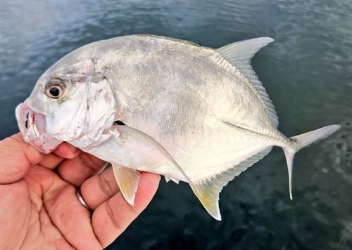 ロウニンアジの釣果