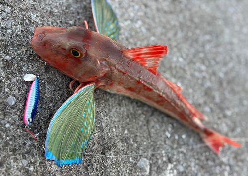 ホウボウの釣果