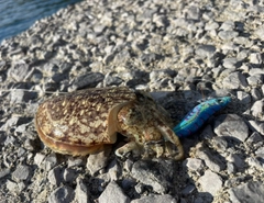 コウイカの釣果