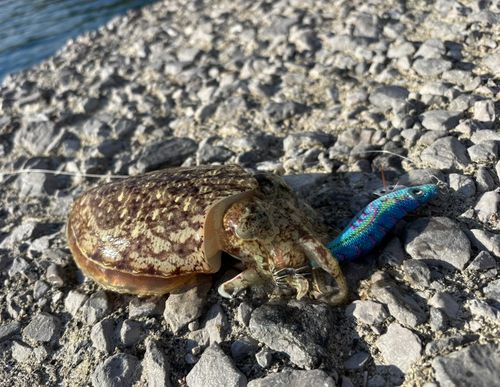 コウイカの釣果