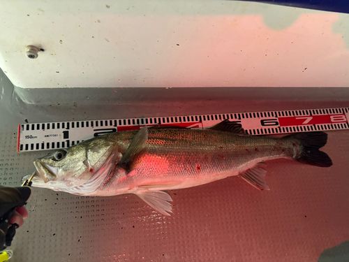シーバスの釣果