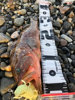 アコウの釣果