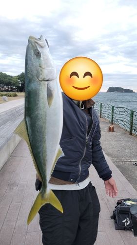 イナダの釣果