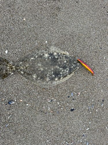 ヒラメの釣果