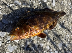 オハグロベラの釣果