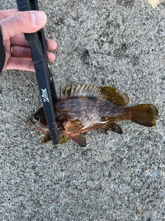 キジハタの釣果