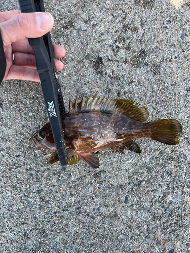 キジハタの釣果