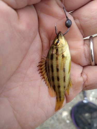 シマイサキの釣果