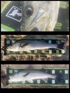 シーバスの釣果