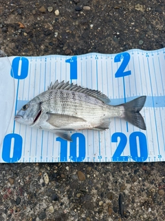 クロダイの釣果