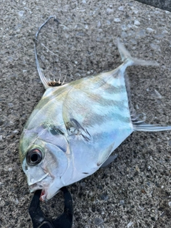 イトヒキアジの釣果
