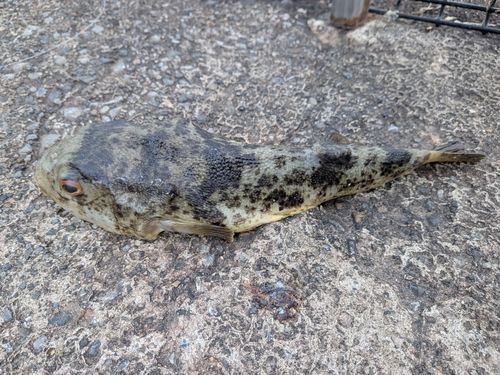 アカメフグの釣果