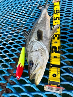 シーバスの釣果