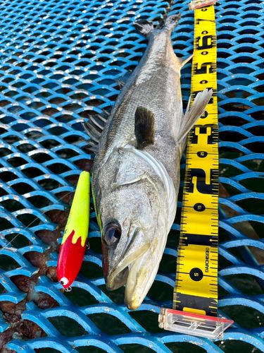 シーバスの釣果