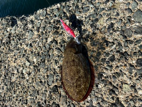 コウイカの釣果
