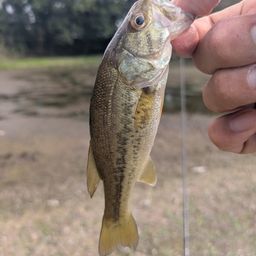 ラージマウスバス