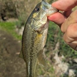 ラージマウスバス