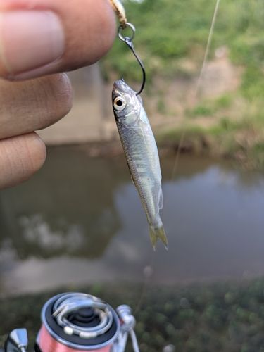 オイカワの釣果