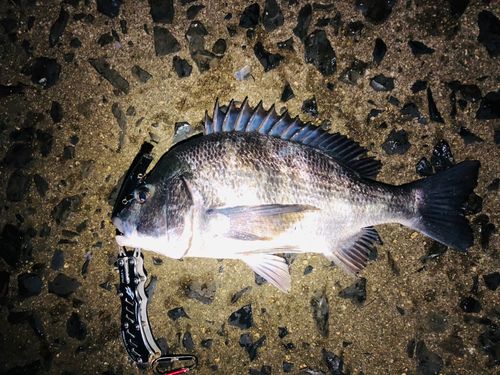 クロダイの釣果