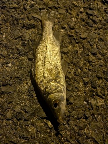 セイゴ（ヒラスズキ）の釣果